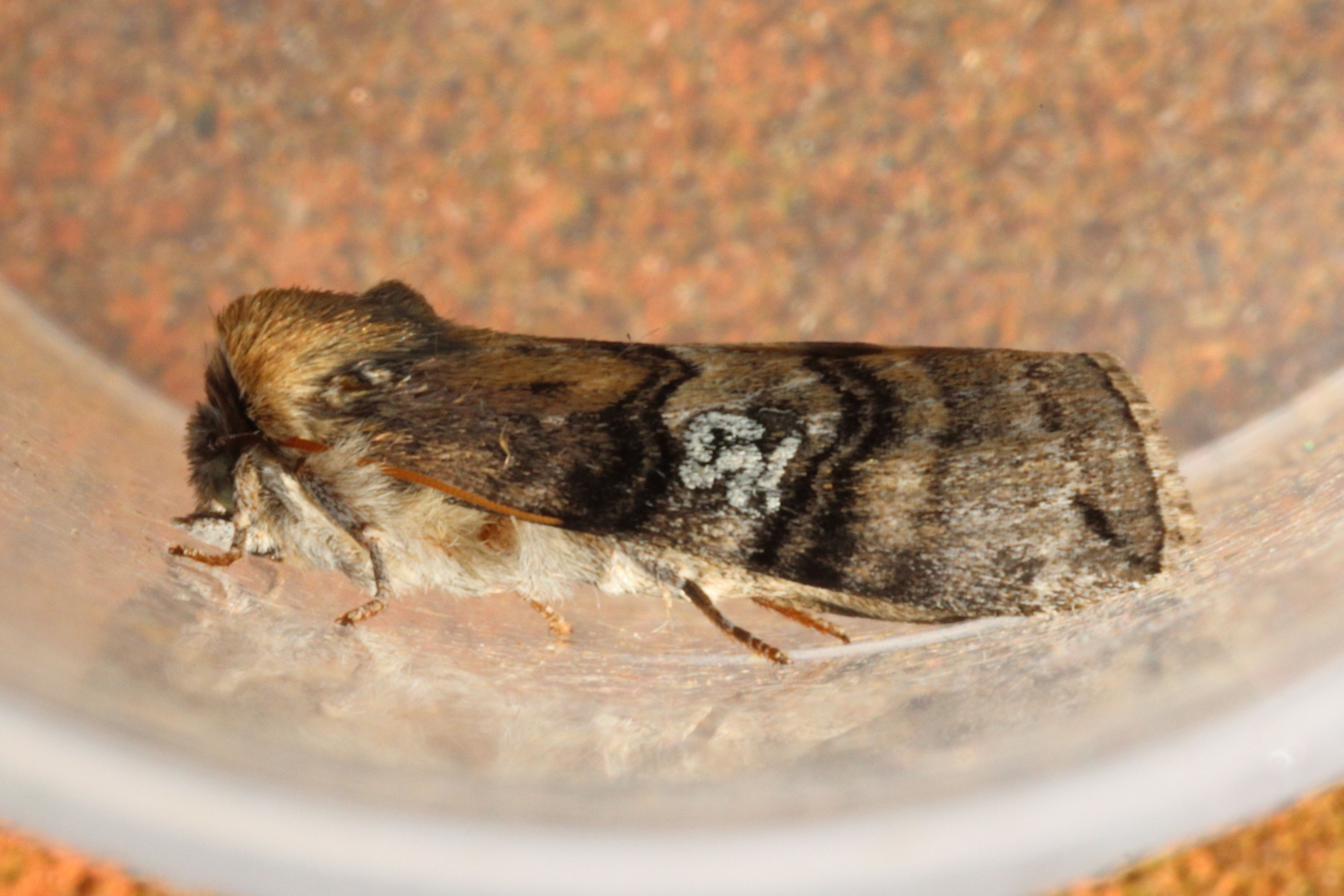 Photo of Figure of Eighty (Tethea ocularis)